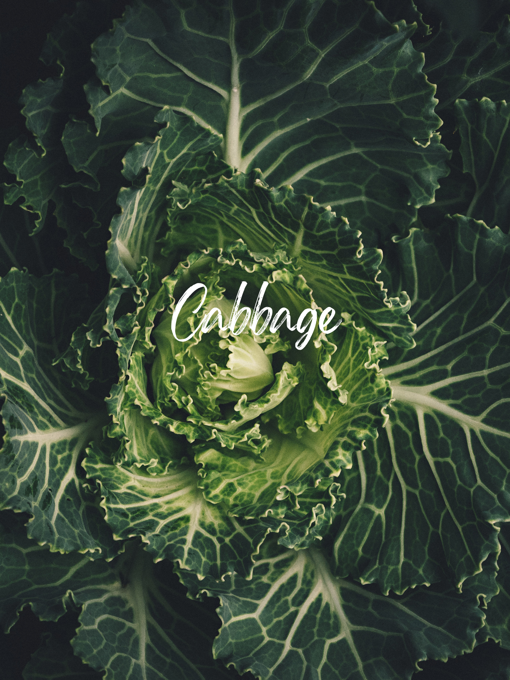 Unleash The Power of Cabbage With This Easy And Colorful Coleslaw